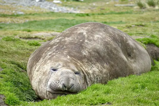 Southern elephant seal, photo 3 of 3