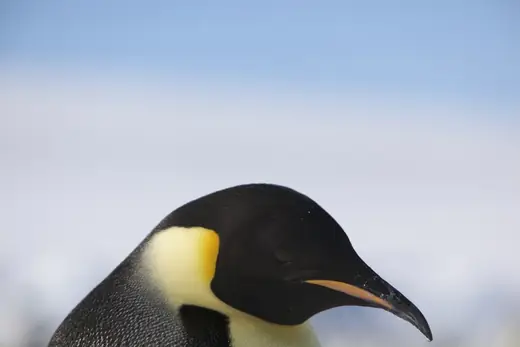 Emperor penguin, photo 1 of 3