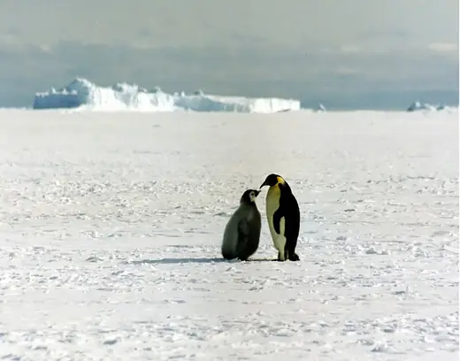 Emperor penguin, photo 2 of 3