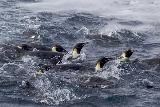 Emperor penguin, photo 3 of 3