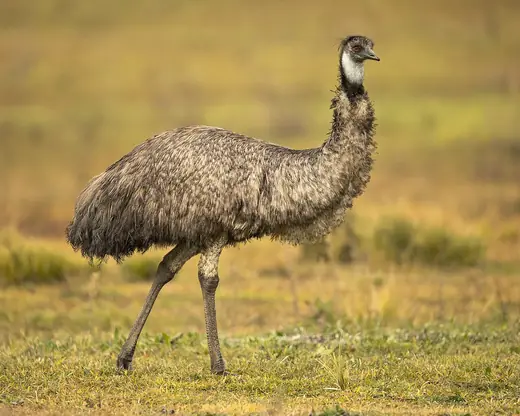 Emu, photo 1 of 3