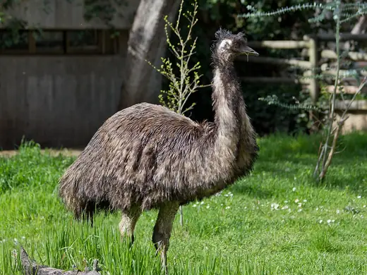 Emu, photo 2 of 3