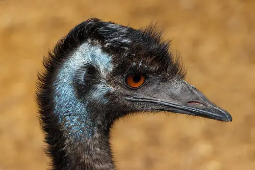 Emu, photo 3 of 3
