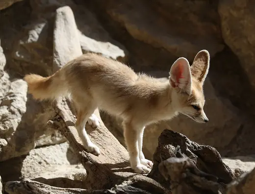 Fennec fox, photo 1 of 3