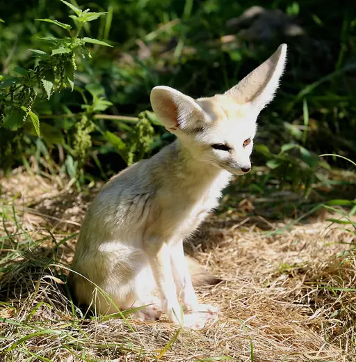 Fennec fox, photo 2 of 3