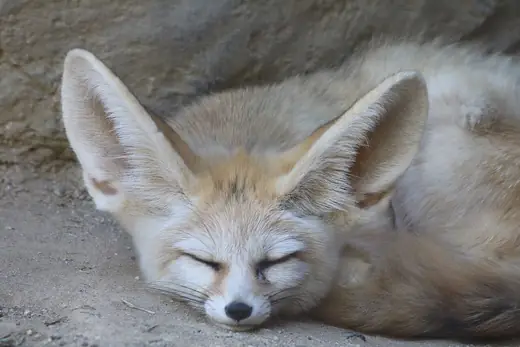 Fennec fox, photo 3 of 3