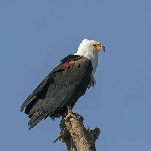 African fish eagle, photo 1 of 3