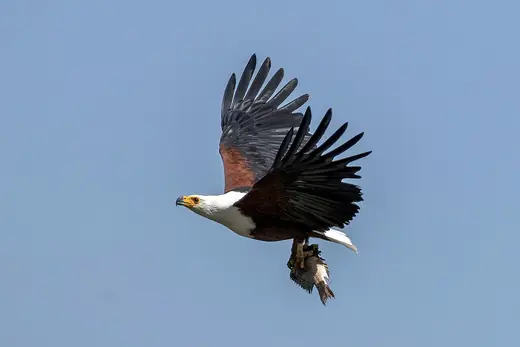 African fish eagle, photo 2 of 3