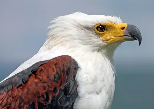 African fish eagle, photo 3 of 3