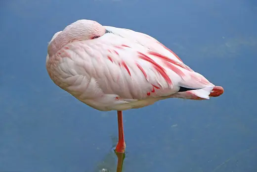 Lesser flamingo, photo 1 of 3