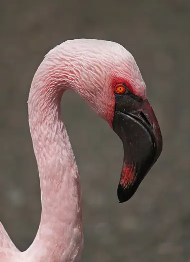 Lesser flamingo, photo 2 of 3