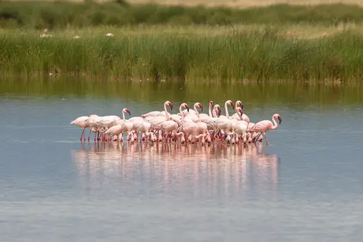 Lesser flamingo, photo 3 of 3