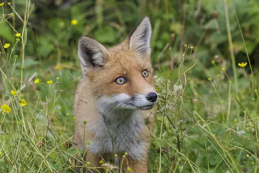 Red fox, photo 2 of 3