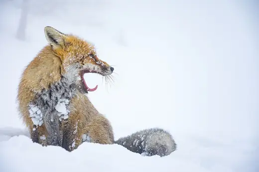 Red fox, photo 3 of 3