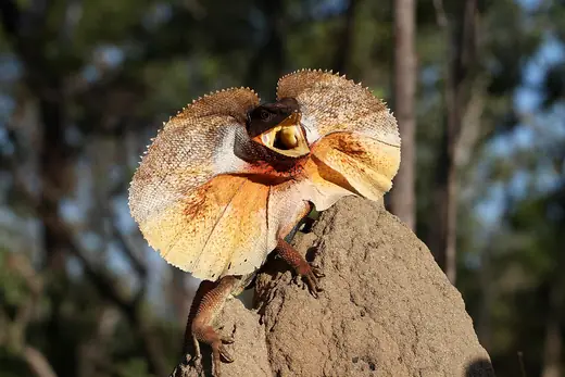 Frilled lizard, photo 1 of 3