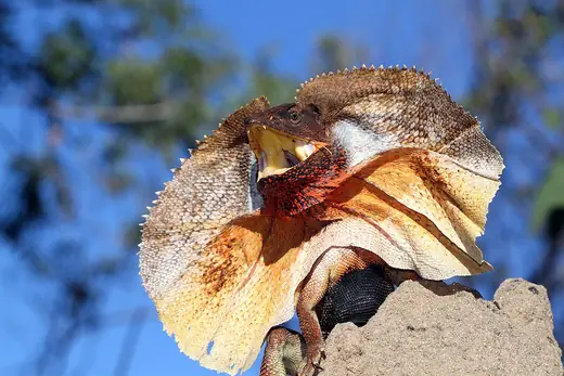 Frilled lizard, photo 2 of 3