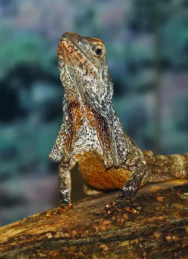 Frilled lizard, photo 3 of 3