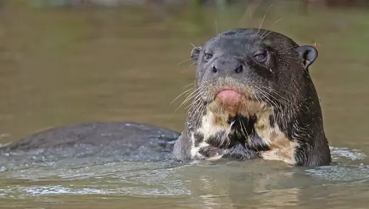 Giant otter, photo 1 of 3