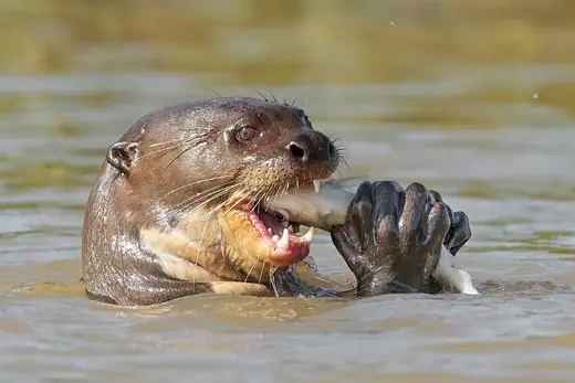 Giant otter, photo 2 of 3