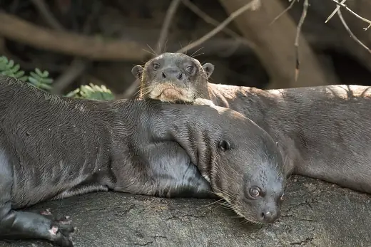 Giant otter, photo 3 of 3