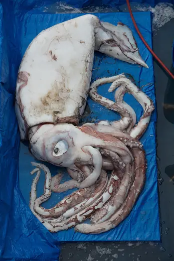 Giant squid, photo 1 of 3