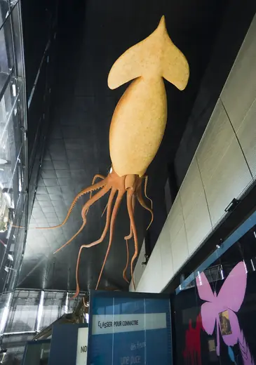 Giant squid, photo 2 of 3