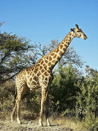Giraffe, photo 1 of 3