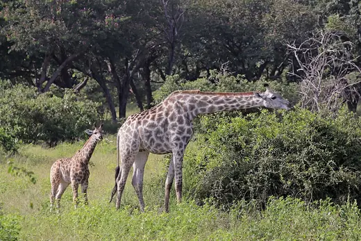 Giraffe, photo 2 of 3