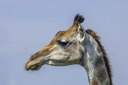 Giraffe, photo 3 of 3