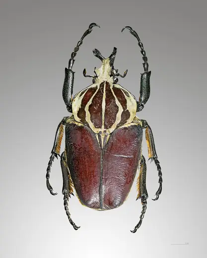 Goliath beetle, photo 1 of 3