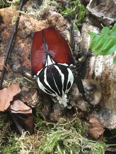 Goliath beetle, photo 3 of 3