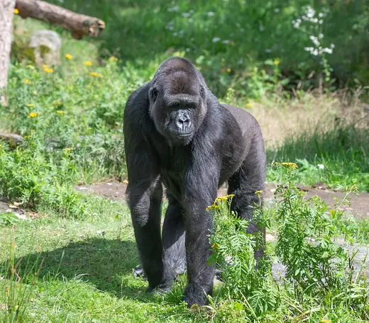 Western lowland gorilla, photo 1 of 3