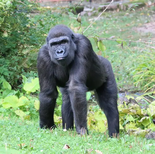 Western lowland gorilla, photo 2 of 3