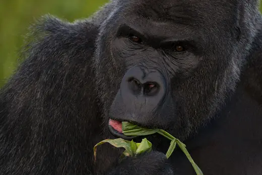 Western lowland gorilla, photo 3 of 3