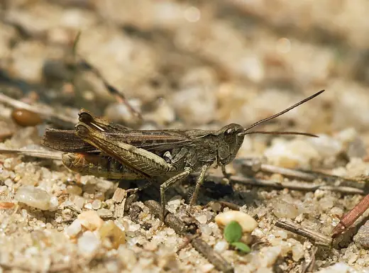 Field grasshopper, photo 1 of 3