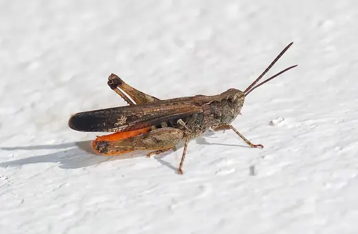 Field grasshopper, photo 2 of 3