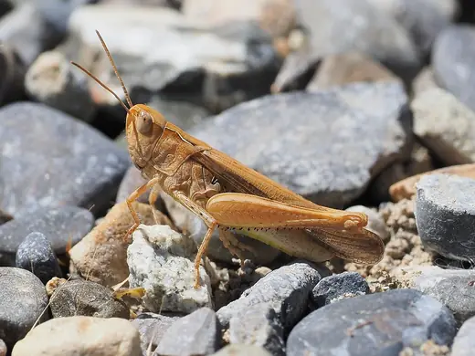 Field grasshopper, photo 3 of 3