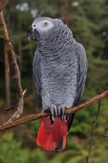 Grey parrot, photo 1 of 3