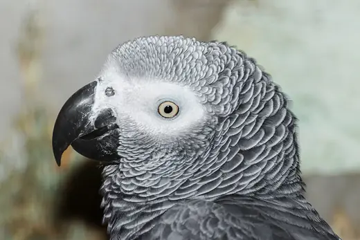 Grey parrot, photo 2 of 3