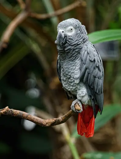 Grey parrot, photo 3 of 3