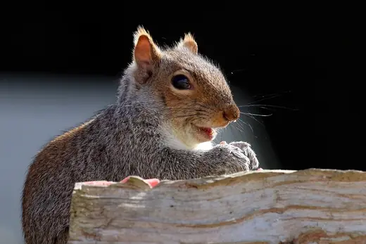 Grey squirrel, photo 1 of 3