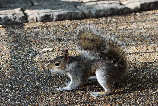 Grey squirrel, photo 2 of 3