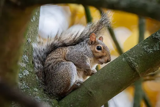 Grey squirrel, photo 3 of 3