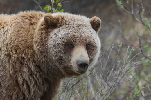Grizzly bear, photo 1 of 3