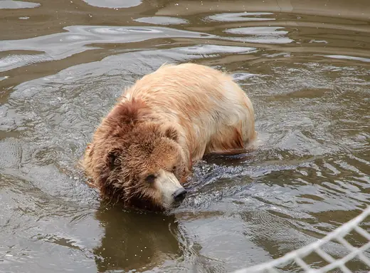 Grizzly bear, photo 2 of 3