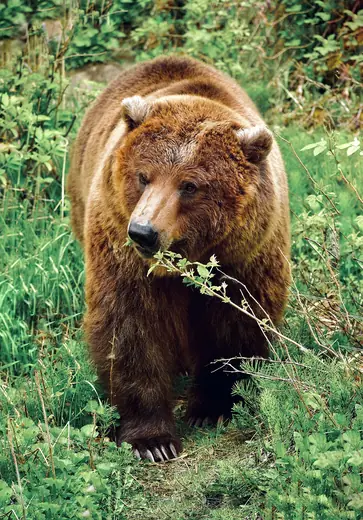 Grizzly bear, photo 3 of 3