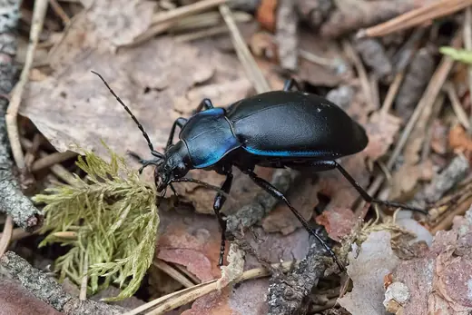 Violet ground beetle, photo 1 of 3