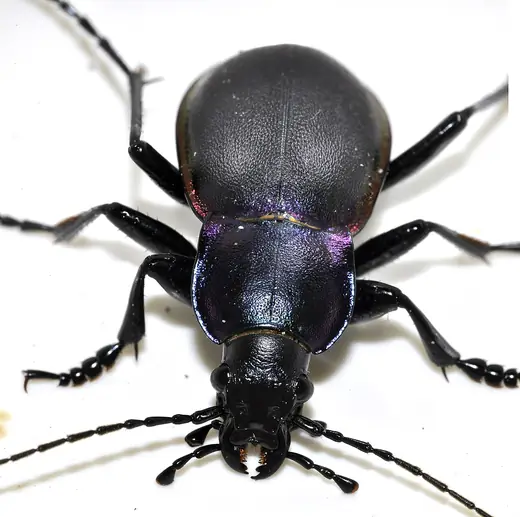 Violet ground beetle, photo 3 of 3