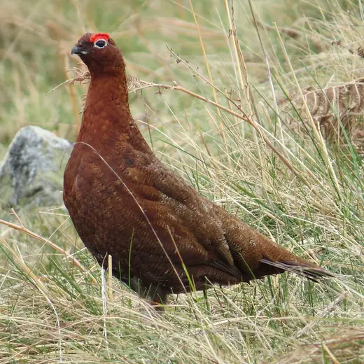 Red grouse, photo 1