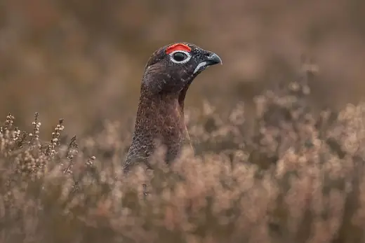 Red grouse, photo 2